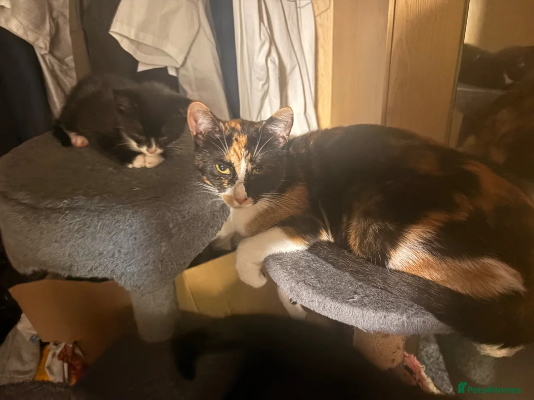 British Shorthair cats for sale: Kittens for sale - Advert 7