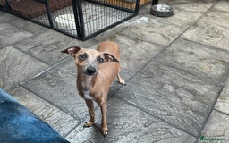 Italian Greyhound dogs for sale:  Beautiful Italian greyhound puppies  - Image 10