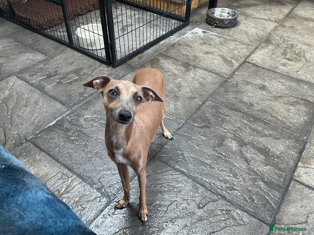 Italian Greyhound dogs for sale:  Beautiful Italian greyhound puppies  - Image 10