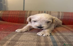 Schnoodle dogs for sale: Beautiful Schnoodle Puppies KC Reg Parents!!  - Image 20