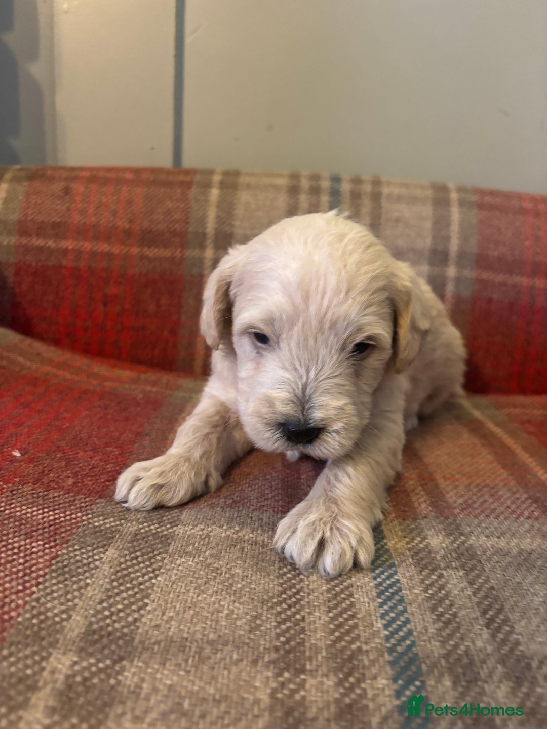 Schnoodle dogs for sale: Beautiful Schnoodle Puppies KC Reg Parents!!  - Image 20