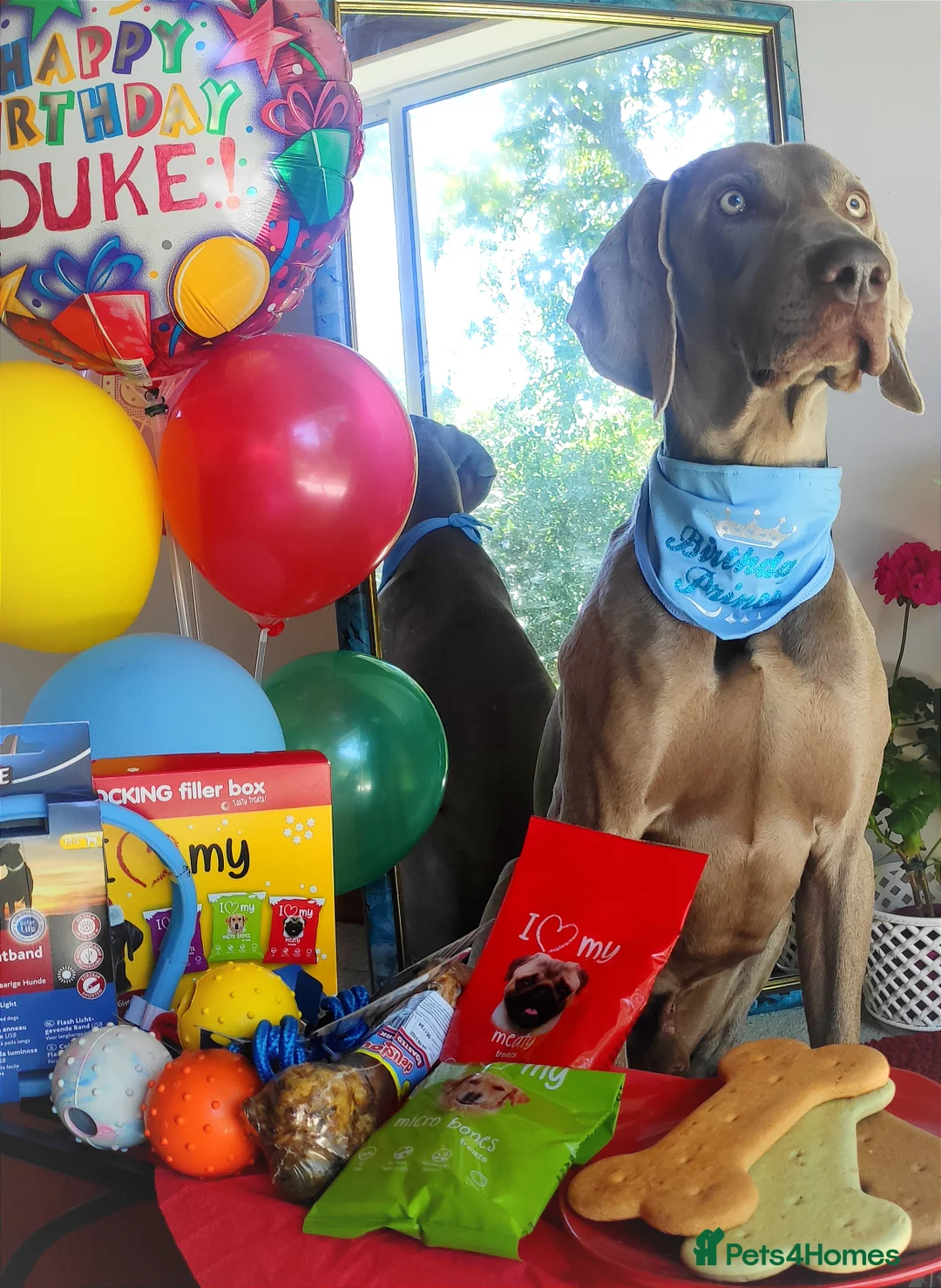 Weimaraner dogs for stud:  KC reg health tested Hipscored stud in Woodbridge - Advert 19