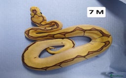 Python Snake reptiles for sale: Royal Python Morph Hatchlings  - Image 14