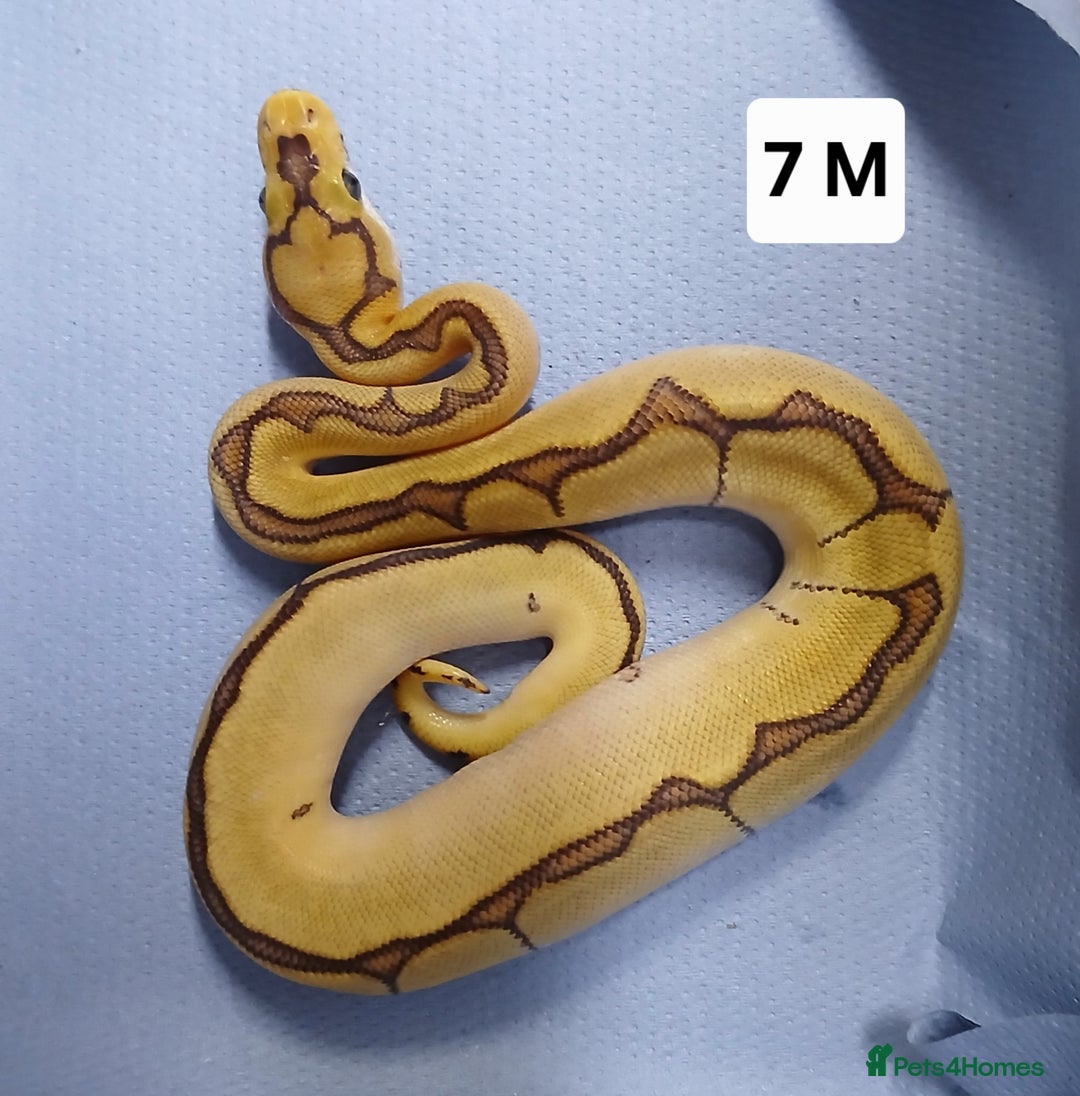 Python Snake reptiles for sale: Royal Python Morph Hatchlings  - Image 14