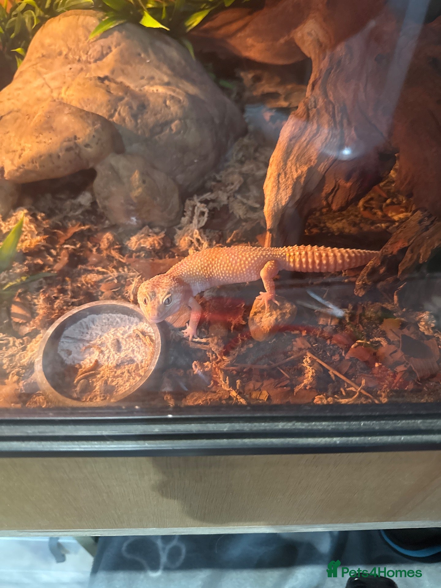 Leopard Gecko reptiles leopard gecko full set up - Advert 2