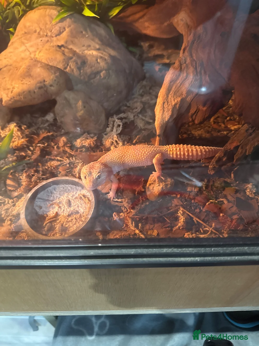 Leopard Gecko reptiles for sale: leopard gecko full set up in Bordon - Advert 1