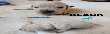 Golden Retriever Puppy 3