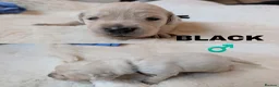 Golden Retriever dogs for sale: Stunning Cream Golden Retriever Puppies - Advert 9