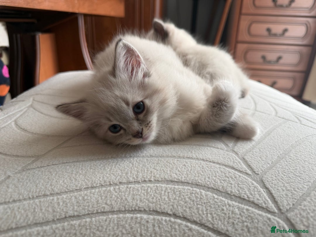 Ragdoll cats for sale: Kittens For Sale Cute small Ragdoll - Advert 6