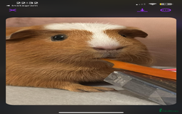 Guinea Pig rodents for sale: 2 x female guinea pigs looking for a new home - Image 4