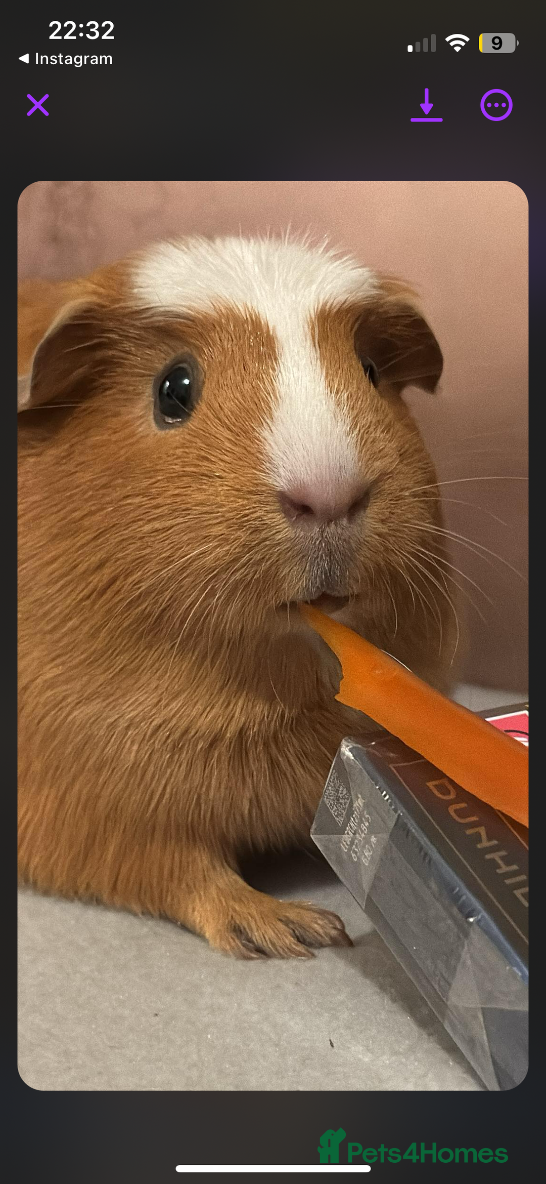 Guinea Pig rodents for sale: 2 x female guinea pigs looking for a new home - Image 4