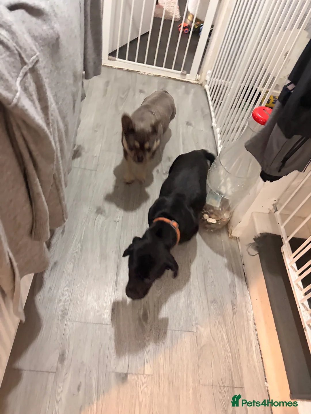 Mixed Breed dogs for sale: Frenchie cross cocker  - Advert 2