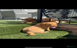 Golden Retriever dogs for sale: Golden Retriever Puppys - Image 5