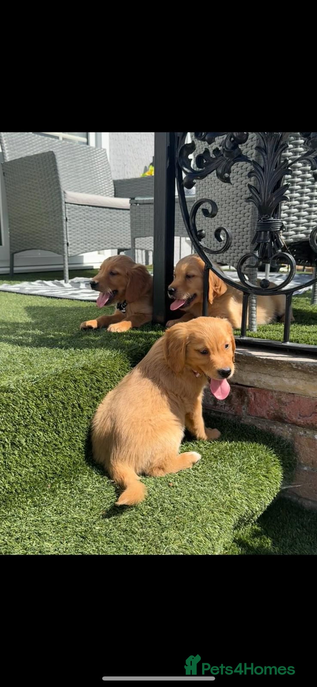 Golden Retriever dogs for sale: Golden Retriever Puppys - Image 5