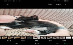 Maine Coon cats for sale: Female 7 week maincoon  - Image 1