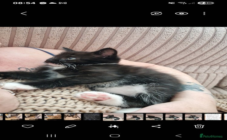 Maine Coon cats for sale - Advert 1