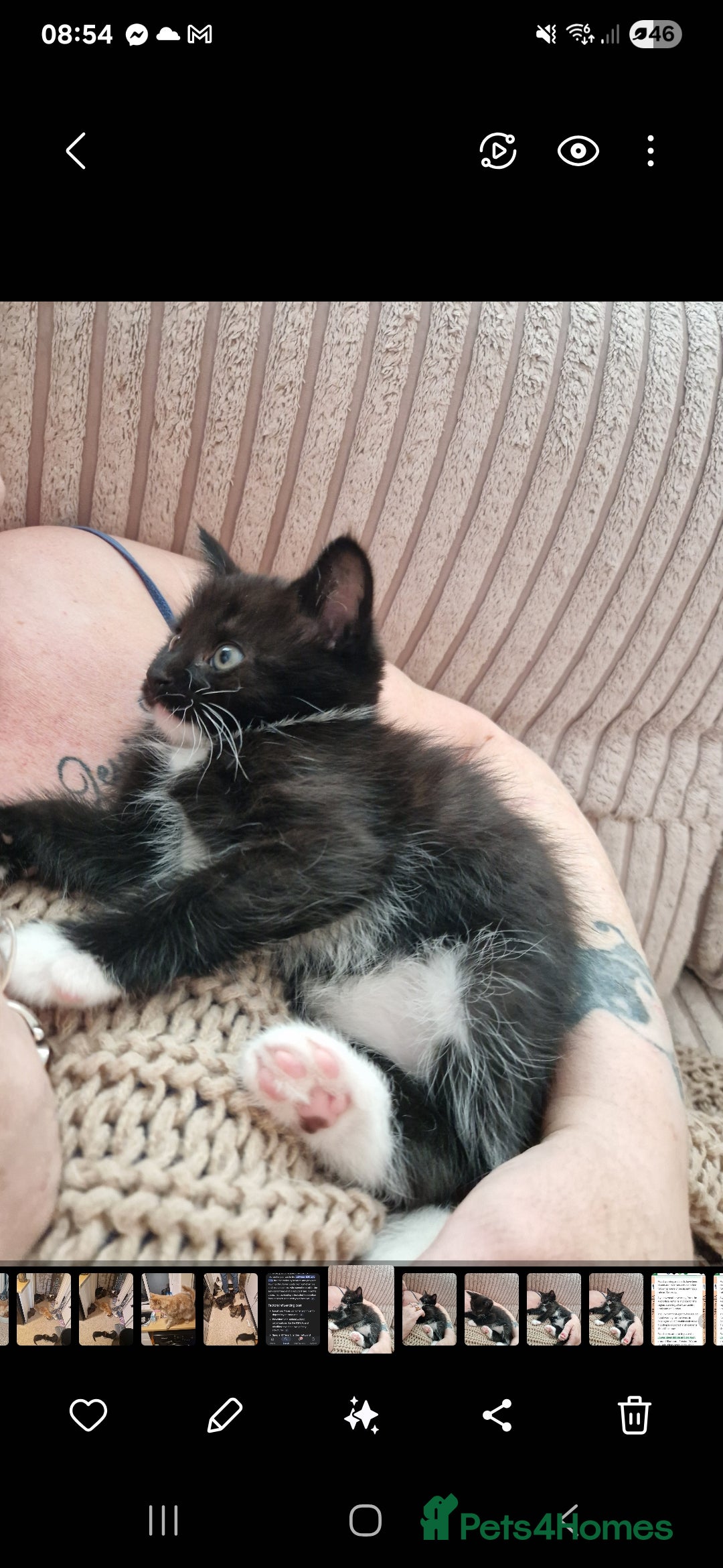 Maine Coon cats for sale: Female 7 week maincoon  - Image 1