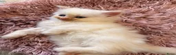 Mixed Breed cats for sale: 6 ragdoll x Persian kittens - Advert 15