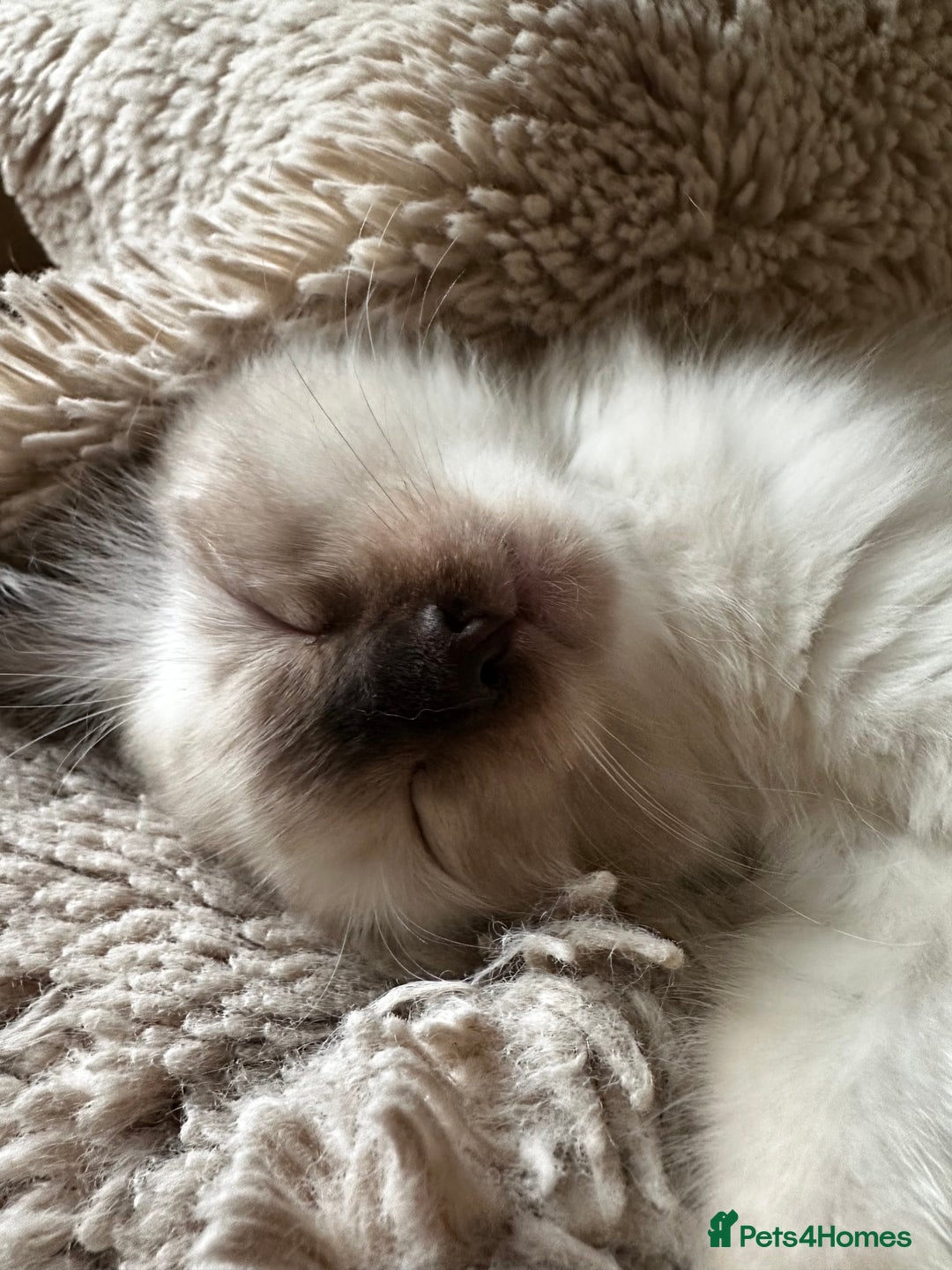 Ragdoll cats for sale: Beautiful Chocolate point Ragdoll kittens  - Image 13