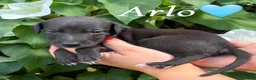 Lurcher dogs for sale: Beautiful Bedlington Whippet Puppies 🐾 - Advert 16