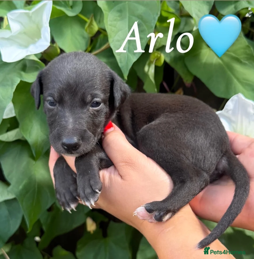 Lurcher dogs for sale: Beautiful Bedlington Whippet Puppies 🐾 - Advert 16