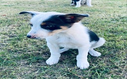Border Collie dogs for sale: Merle puppy - Image 4