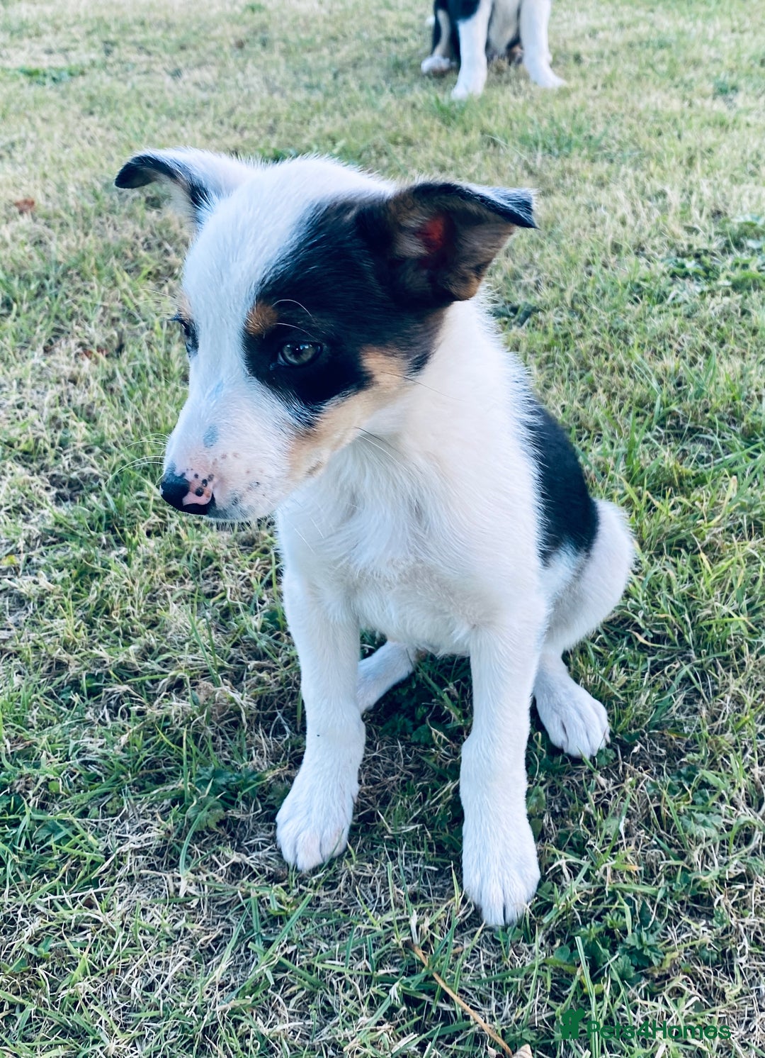 Border Collie dogs for sale: Merle puppy - Image 4
