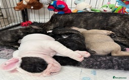 French Bulldog dogs for sale: 🏆KC registered, Standard French Bulldog Puppies🏆 - Image 28