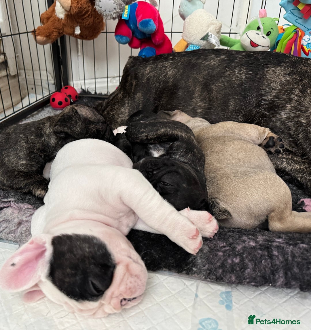 French Bulldog dogs for sale: 🏆KC registered, Standard French Bulldog Puppies🏆 - Image 28
