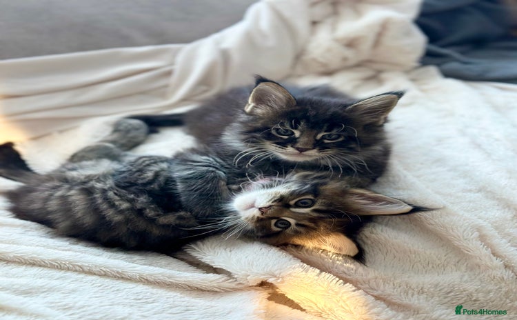 Maine Coon cats - Advert 16