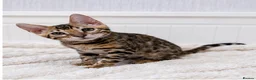Bengal cats for sale: 🐆Adorable pedigree bengal kittens🐆 - Advert 4