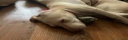 Labrador Retriever dogs for sale: Gorgeous Labrador Puppies, ready for forever homes - Advert 34