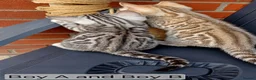 Bengal cats for sale: 🐆 Stunning Bengal Kittens – Gorgeous Rosettes - Advert 9