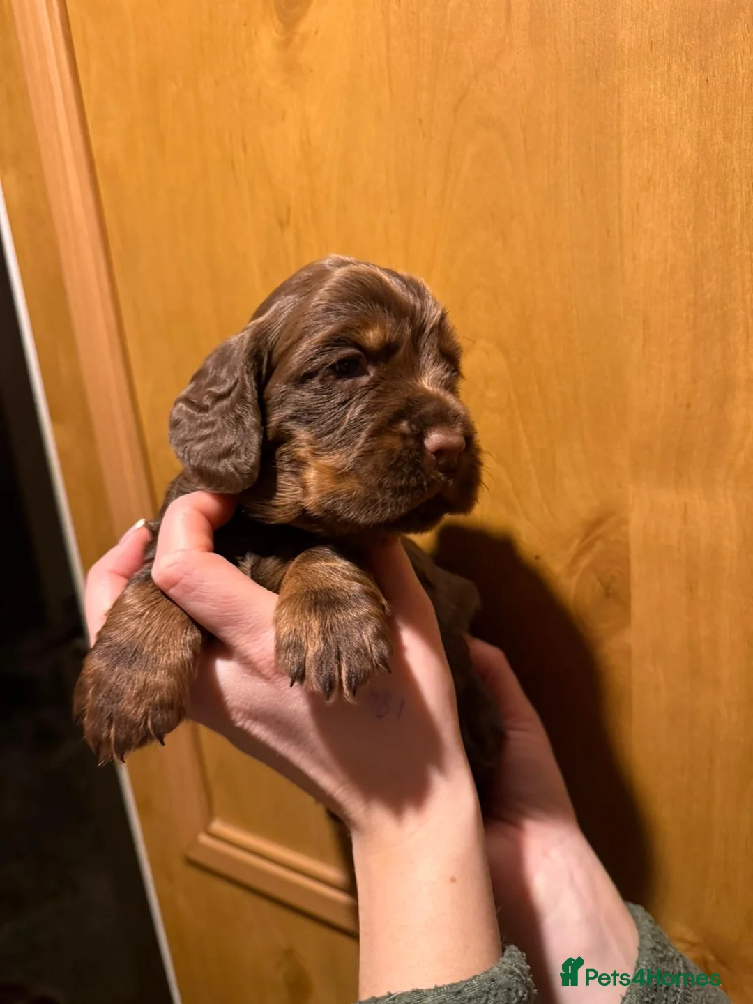 Cocker Spaniel dogs for sale: Fully health tested liver and tan cockers  - Advert 12
