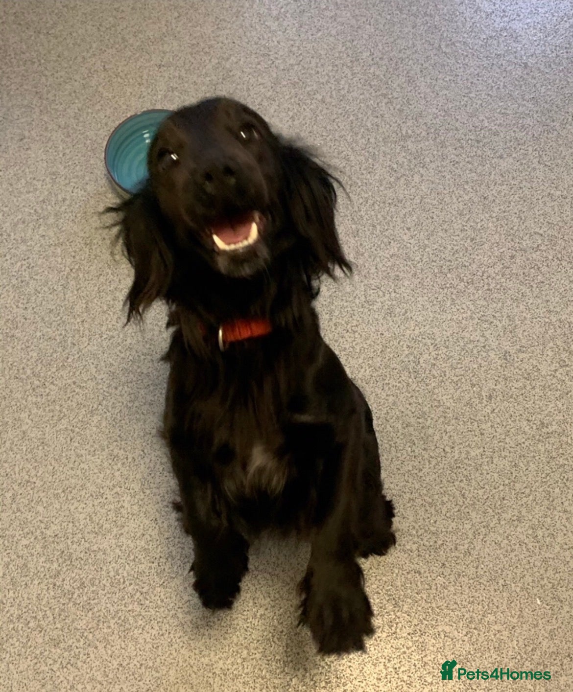 Mixed Breed dogs Beautiful Cockerjack puppies for sale  - Advert 1