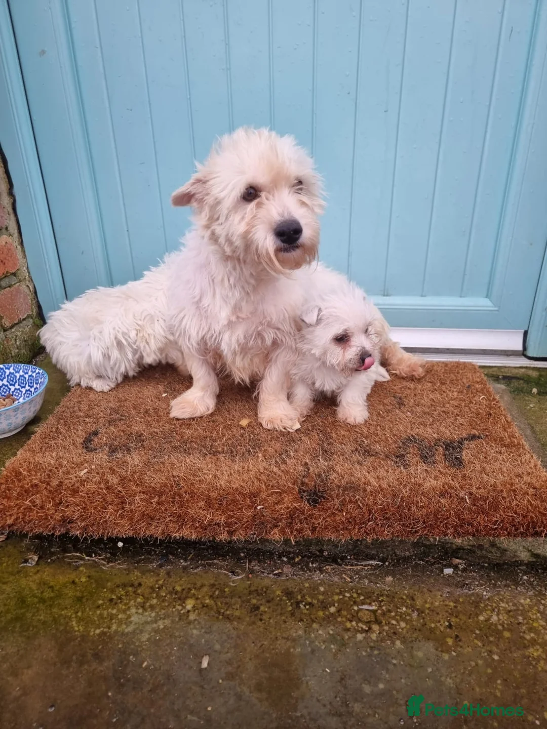 West Highland Terrier dogs for sale: West highland terrier in Omagh - Advert 1