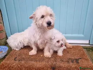 West Highland Terrier dogs West highland terrier - Advert 2