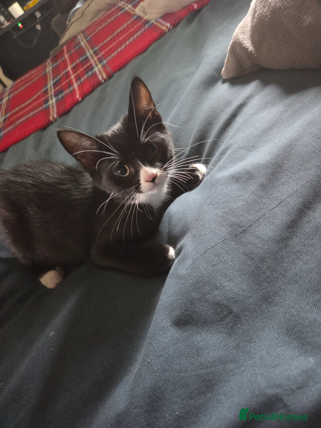 Mixed Breed cats for sale: Tuxedo Kittens Ready For a Home - Advert 2