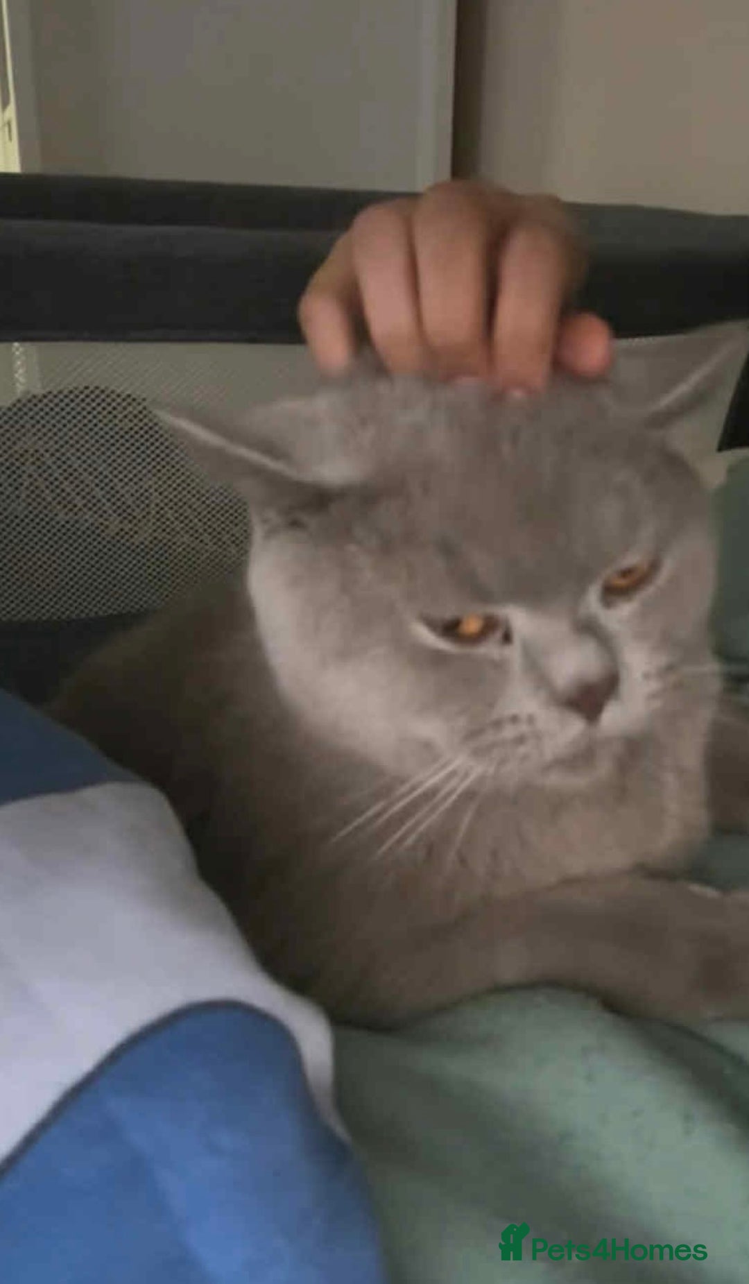 British Shorthair cats for sale: Kittens for sale bradford - Image 23