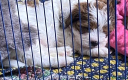 Mixed Breed dogs for sale: 2nd generation Yorkichons - Image 3