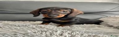 Dachshund Puppy 1