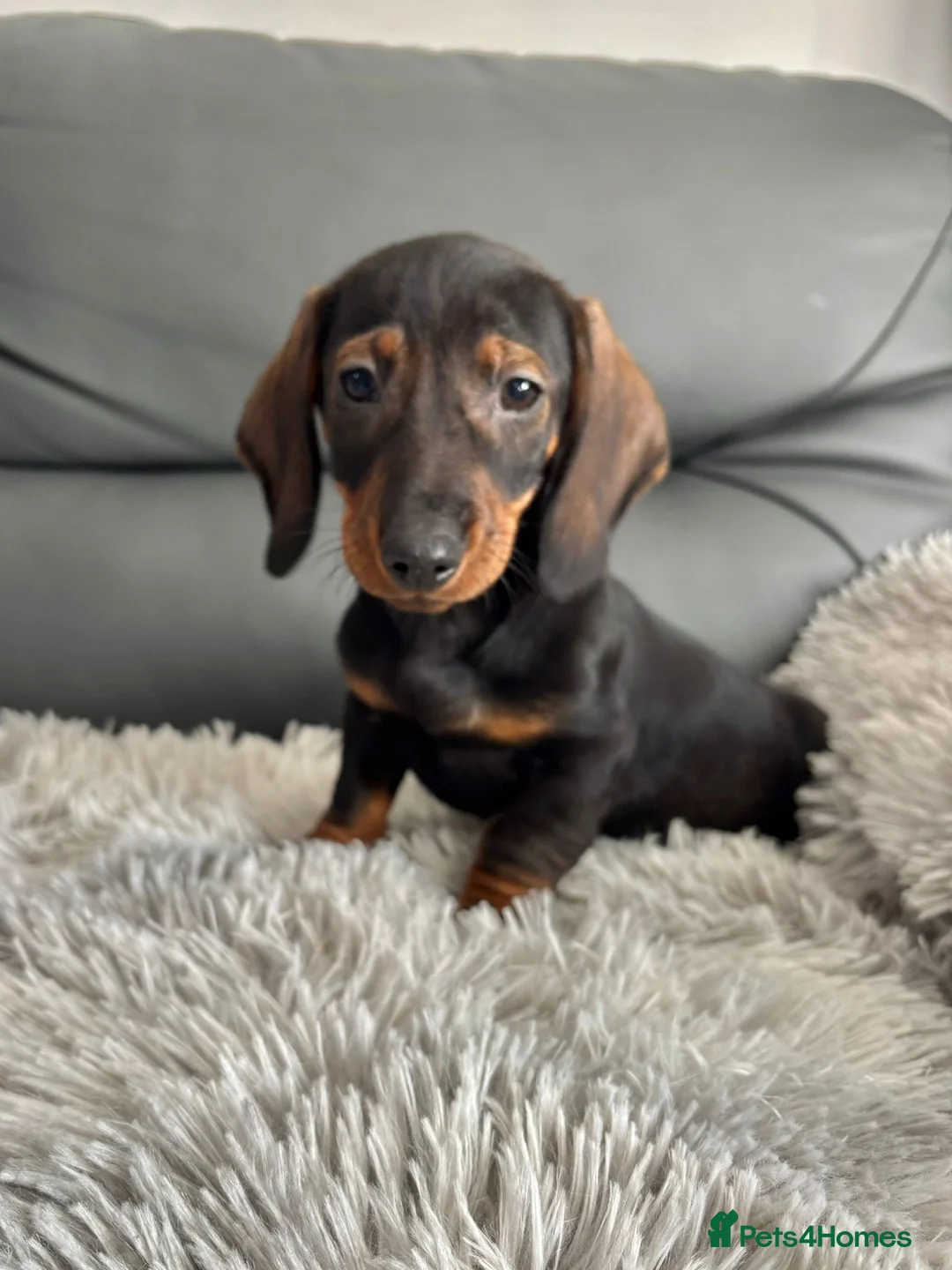 Dachshund dogs for sale: Dachshund Puppies Ready Now  in Norwich - Advert 12