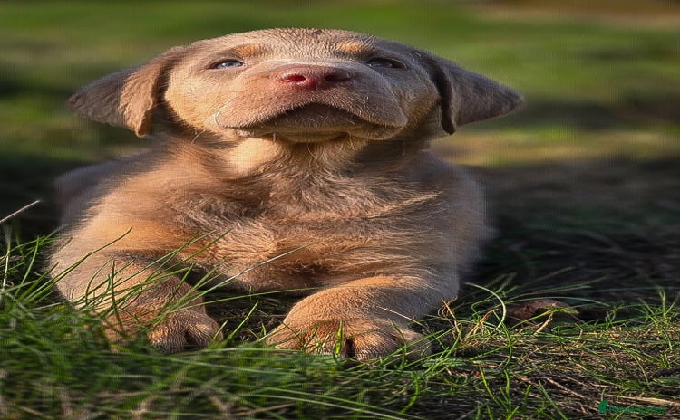 Labrador Retriever dogs - Advert 14