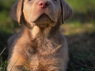 Labrador Retriever dogs - Advert 5