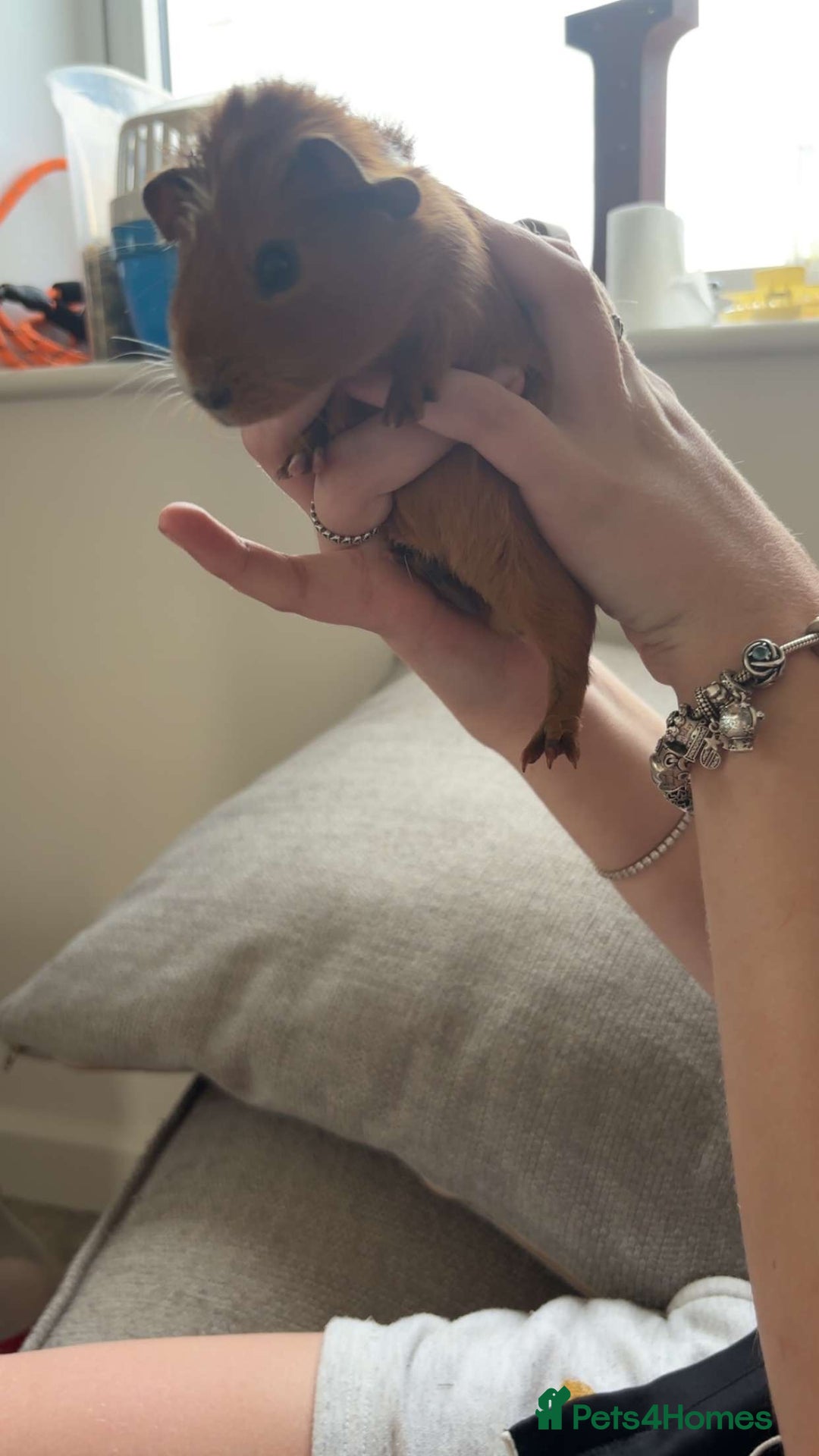 Guinea Pig rodents for sale: Baby guinea pigs 4 months old  - Image 4