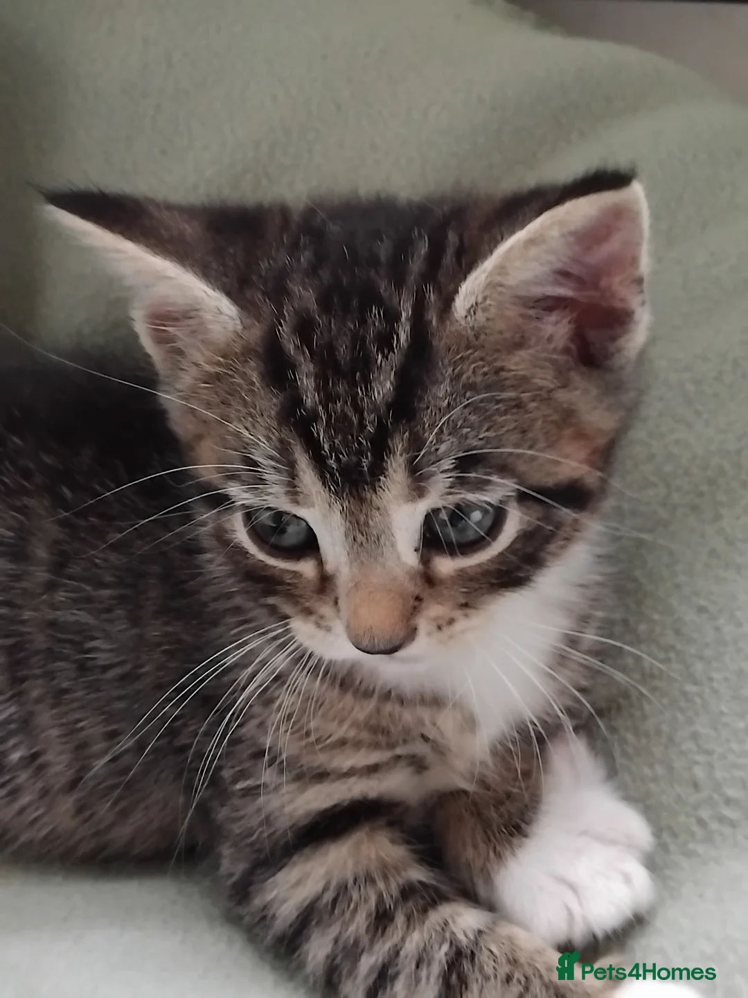 Mixed Breed cats for sale: Lovely Bengal x kittens for sale. - Advert 2