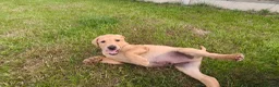 Labrador Retriever dogs for sale: Working Labrador  - Advert 3