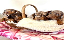Miniature Dachshund dogs for sale: Lovely Happy Chocolate & Tan Dapple Babies  - Image 1