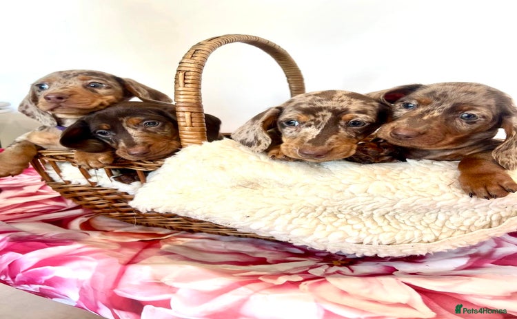 Miniature Dachshund dogs - Advert 4