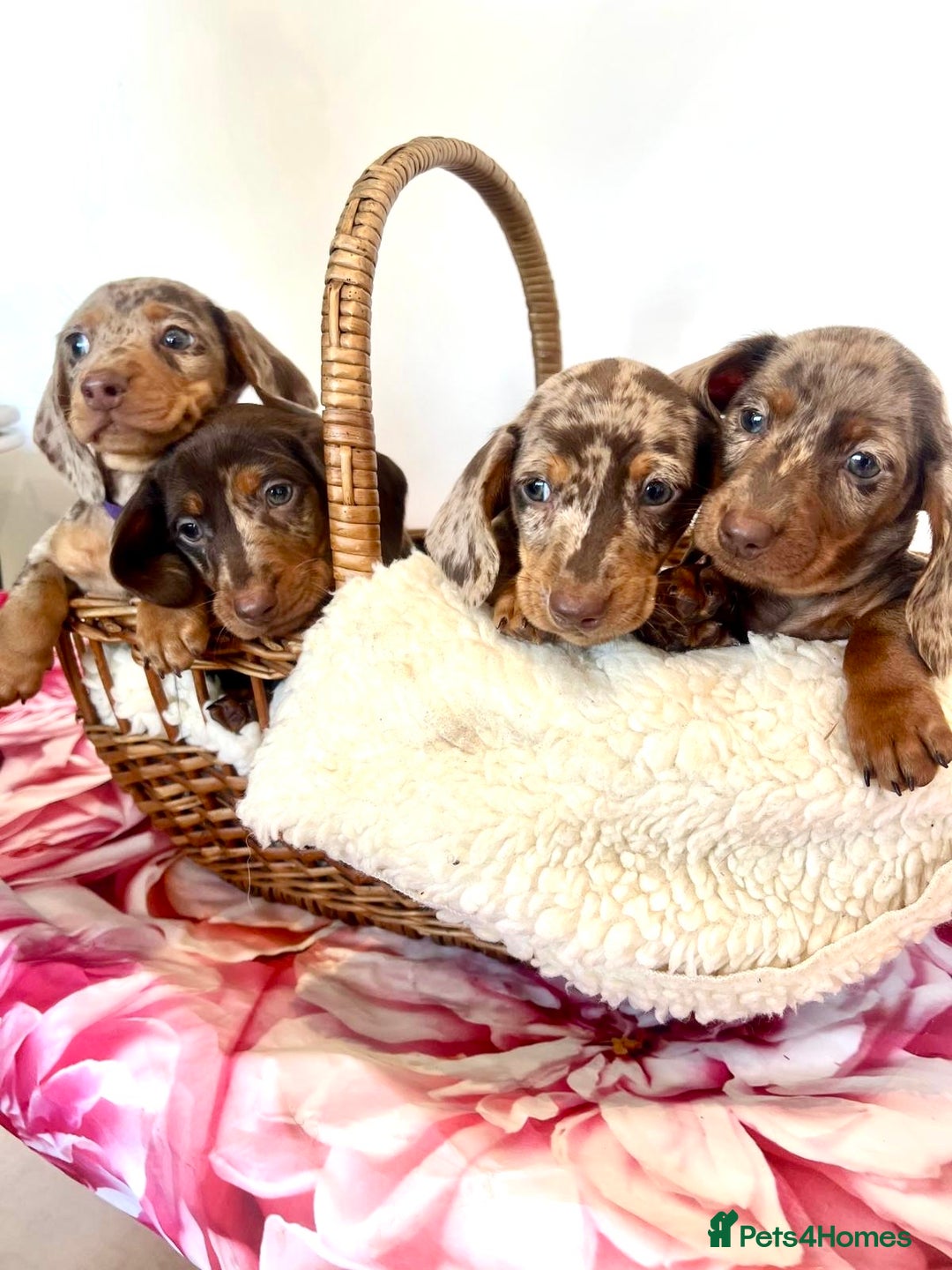 Miniature Dachshund dogs for sale: Lovely Happy Chocolate & Tan Dapple Babies  - Image 1